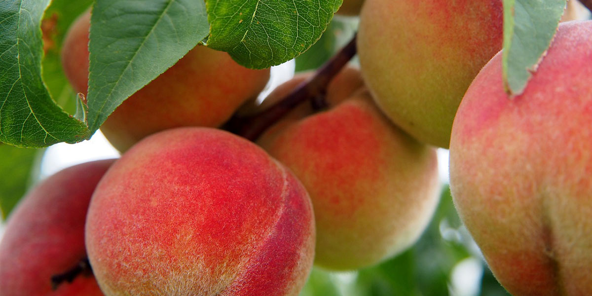 Pesche e nettarine, che stagione sarà?